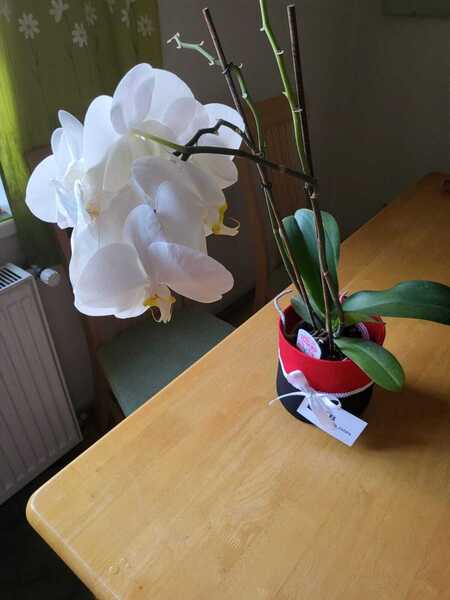 foto nadace KB